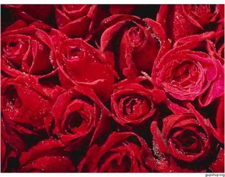 rose rouge!